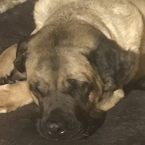 Meet your Posher, Connie